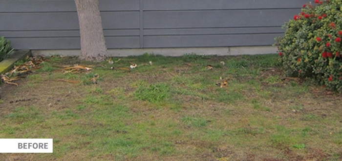 Seq Lawn 1 Image