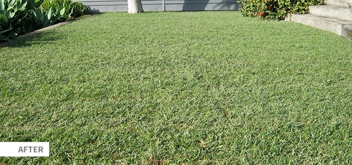 Seq Lawn1 Image