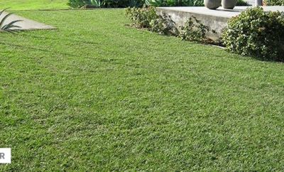 Seq Lawn Image