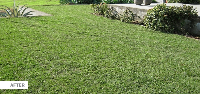 Seq Lawn Image