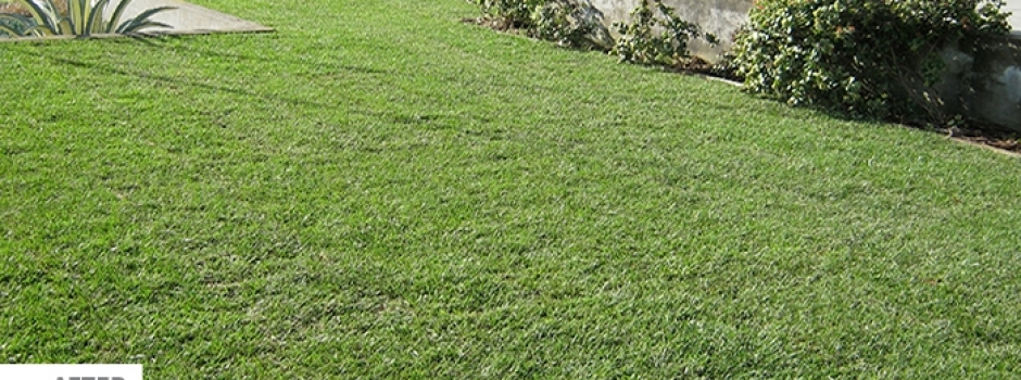 Seq Lawn Image