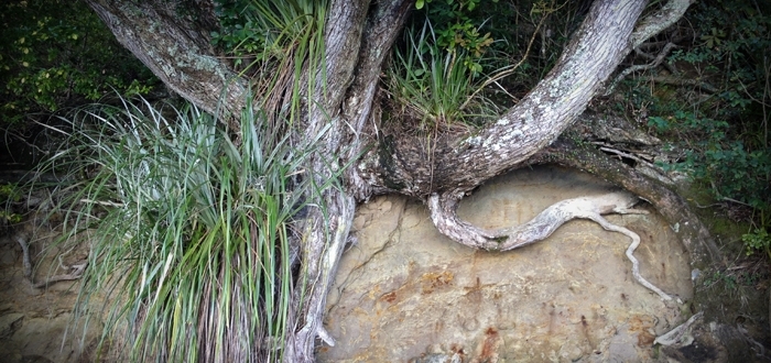 Waiheke Pohut Base Image