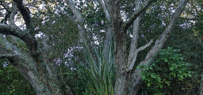 Gallery - Waiheke Pohut Flax and Sunlight Image