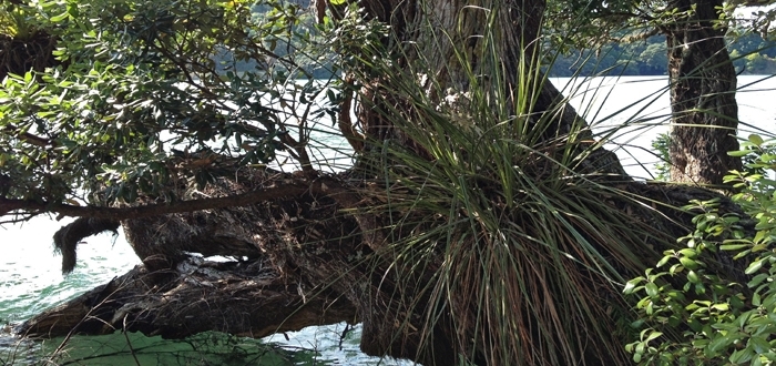 Gallery - Waiheke Pohut Water Image