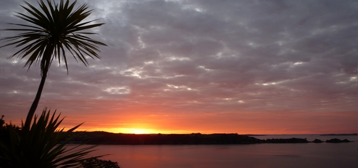 Gallery - Waiheke Sunset Cabbage Image