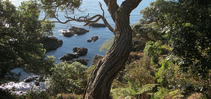 Gallery - Waiheke Trunk Bush Water Image