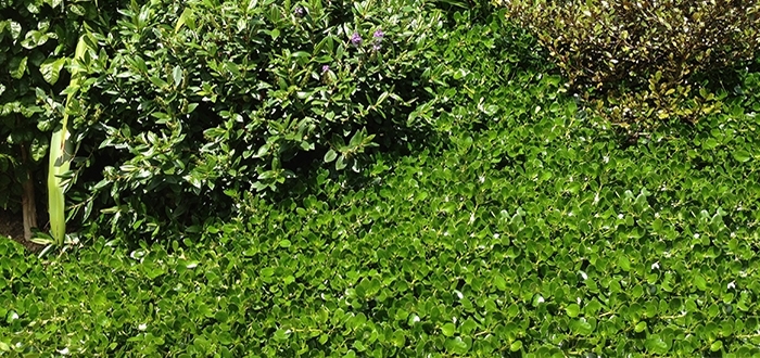 Plants Image