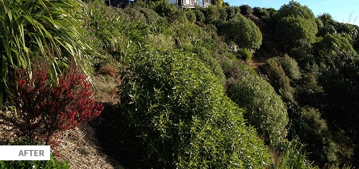 Seq Native Planting Image