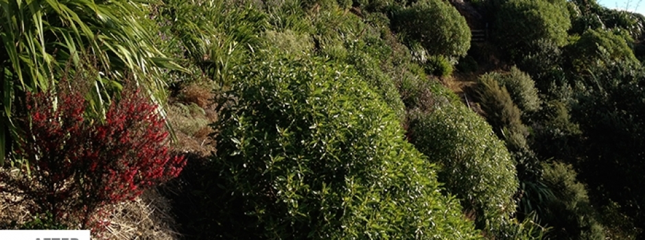 Seq Native Planting Image