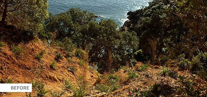 Seq Native Planting Slip Image